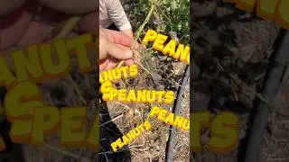 First crop of peanuts! #selfsufficiency #foodforests #farmliving