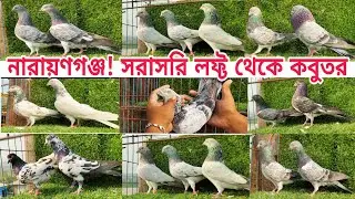 সরাসরি লফ্ট থেকে গিরিবাজ সিলভার বেঁজী কবুতর কিনুন Gribaz kobutor coloring Pigeions #pigeon #shorts 