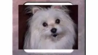 Pet Photo Fun--Happy Birthday Song For Dog Lovers