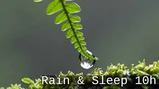 Rainforest Water Dripping on Leaves &mdash; 10 Hour Static ASMR Loop | Calming Nature Sounds