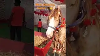 1 Crore Price Horse 🐎 😱😰 Beutiful Horse 😍 || #horse #shorts