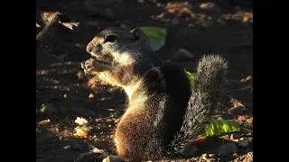 Lunch Interrupted