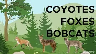 Bobcats and foxes: do they get along with coyotes? | Sci NC