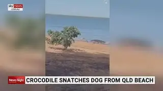 Crocodile snatches dog from QLD beach
