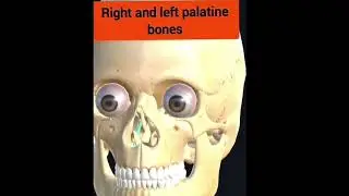 Facial Bones | Nasal Conchae | Eye Sockets | Mandible | Nasal Chambers |