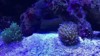Aussie Gold Torch added new corals to the reef tank
