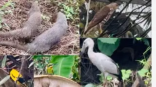 Forest Animals Up Close: Stunning 4K Wildlife Footage