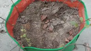The Secret to Growing Tons of Falsa Berries in Pots! 🍇 Repotting Guide.