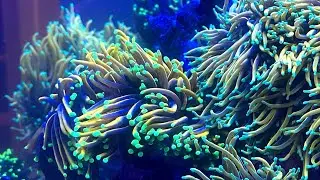 Torch Tank Under Blues and Whites