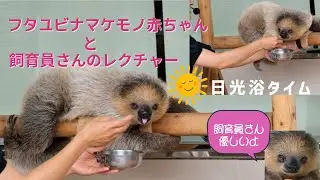 淋しさを癒してくれたあかちゃんフタユビナマケモノと飼育員さん～ワイルドアニマルメディカルセンター前での日光浴タイム