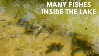 Marthur Talaguppa Sagara Road Trip | Many Fishes inside the Lake| Unseen Travel