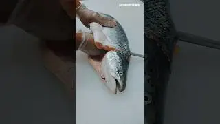 😱⚔️🐬🔥 - Amazing Salmon Fish Filleting Skills - Pure Knife Skills  😊⚔️ #shorts