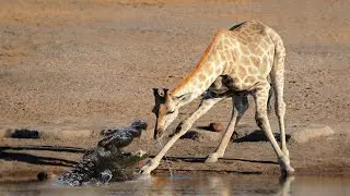Can Crocodile Hunt Giraffe When Crossing The River ?