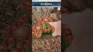 Mysterious flower in the Amazon jungle.😱