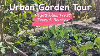 BACKYARD EDIBLE URBAN GARDEN TOUR