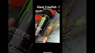 BIG CRAWFISH 🦞 #fyp #crawfish #crayfish #fish #westvirginia #crawdads #giant #huge #1000subscriber