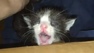 Rescue Kittens Found Soaked in Pee | Their Body Temperature Is Critically Low