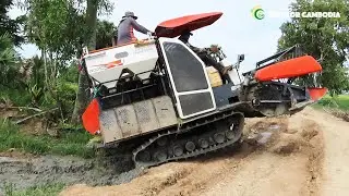 Incredible Safety Operator Rice Harvesting Machine | Best Rice Cutting Machine Kubota Working Skills