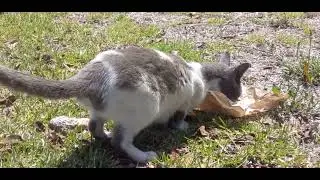 feeding this stray cat ( plz support us )