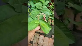 Gardening Tips | GreenPlant Care | Guava Plant #garden #fruit