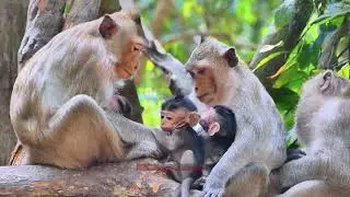 Recently Doc! The Brigthten Young Kiddnaper is make problems to adorble baby | BBC Natural Animals