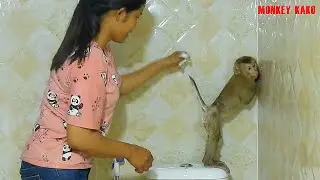 So Handsome Monkey Kako Standing Taking Bath Like Human Baby
