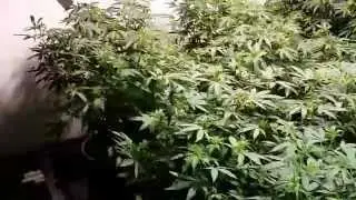 6000 Watt Dairy Queen Warehouse Grow Perpetual