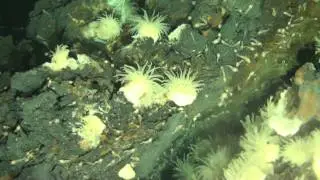 Volcanic Life in Cayman Trough