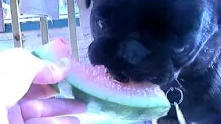 Black Pug eating water melon.