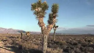 Area 51 warning signs - Little Ale'inn Rachel, Nevada HD