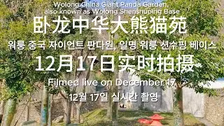12/17 Video Update From Shenshuping Base #panda #update #video #pandalife #pandalover #shenshuping