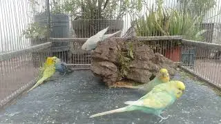 Pure Relaxation Through Natural Budgie Sounds