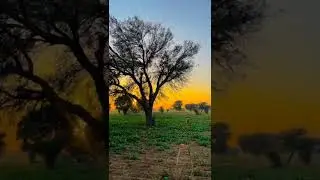 village and गाँव good morning🌄🌅 status video