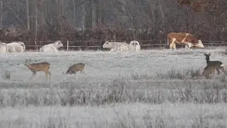 roe deer December 14, 2025 - caprioli 14 dicembre 2025