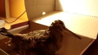 ollagorra etxian,.mpg