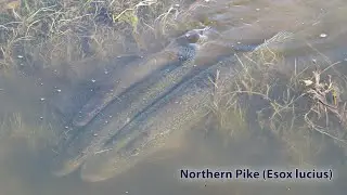 Spawning of the Northern Pike (Esox lucius)