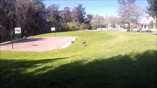 Predator Prey Project