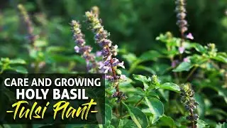 Care and Growing Holy Basil  Tulsi Plant - How to grow and take care of Tulsi Plant or Holy Basil