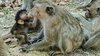 Fast growing up beautiful lovely baby monkey Diven most active at moment