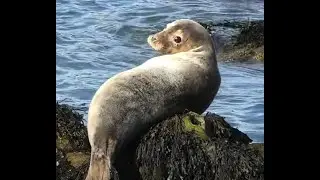 FOCA GRIS | GRAY SEAL | Halichoerus grypus 4K