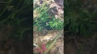 red cherry shrimp #cave # planted tank #jhansi