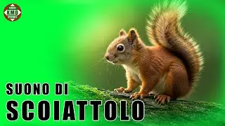 Suono dello Scoiattolo: L&rsquo;Agilit&agrave; della Natura nei Suoni &ndash; SUONI DI ANIMALI &ndash; effetti sonori 🐿️