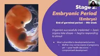 Prenatal Development: Embryonic Period