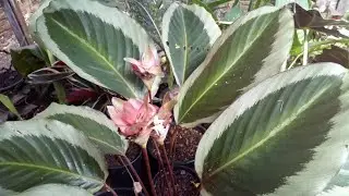 Conhecendo _Um pouco  nossa Marantas (Calateia)