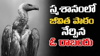This Vulture Story Will Open Your Eyes! | Life Changing Story | Voice Of Telugu 