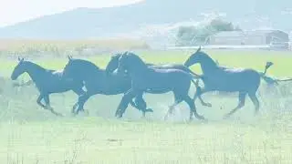 POTRAS PRE PURA RAZA ESPAÑOLA !