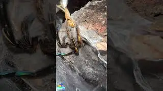He failed to catch the prey. #bugidentifier #insectidentification #insectidentifier  #spider