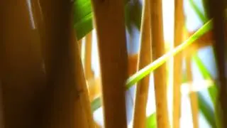 domes of grass harmonics