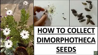 HOW TO COLLECT DIMORPHOTHECA SEEDS