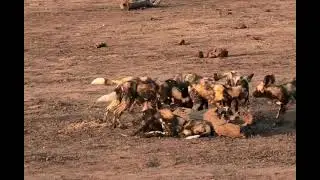 Painted Wolf (African Wild dog) - interesting social behaviour
